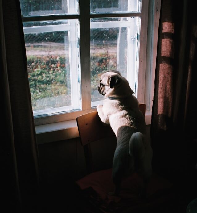 Pugtextile šuniukas žiūri per langą, namų interjeras