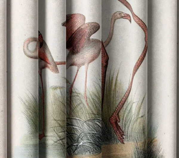 Flamingos